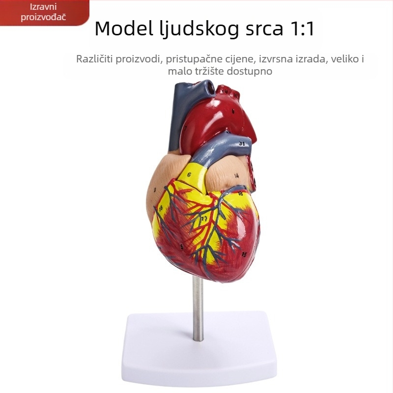 Model anatomije srca za nastavu - PVC visceralni model, edukativna izložba, Excellence