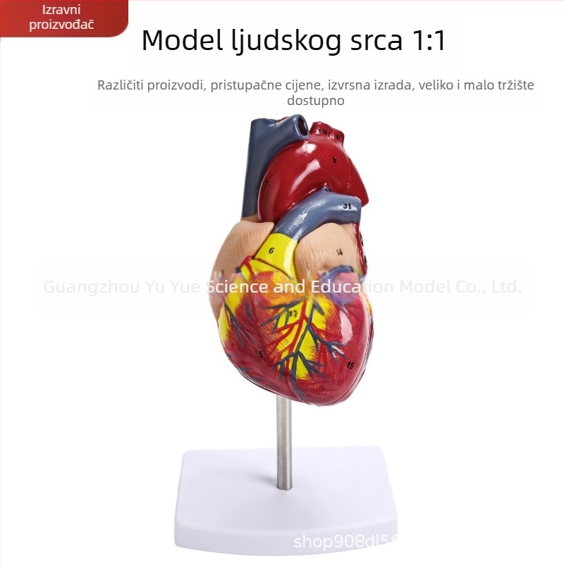 Model anatomije srca za nastavu - PVC visceralni model, edukativna izložba, Excellence