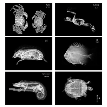 Montessori-Reggio svjetlosno-sjene DIY X-ray prsten edukativna igračka za bebe 0–3 godine, znanstveni kutak za djevojčice