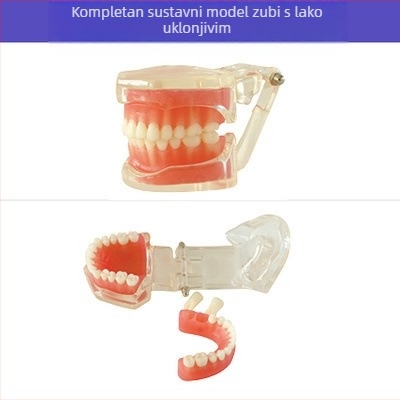 Model za dentalnu nastavu s patološkom rekonstrukcijom zuba i standardnim kalupom za implantate — domaća marka, tiskano logotipom, za dentalno obrazovanje