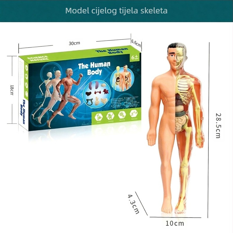 Biologija/kemija edukativna igračka za sastavljanje organa i kostura — Tengxin, plastika, za uzrast 7–14 godina