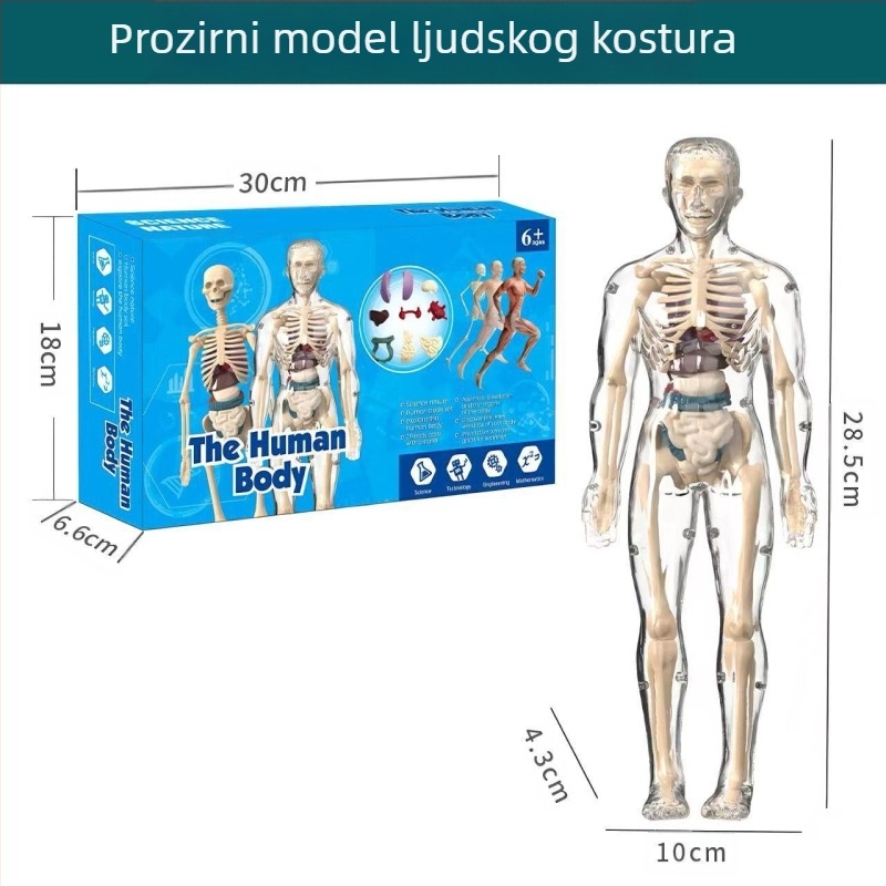 Biologija/kemija edukativna igračka za sastavljanje organa i kostura — Tengxin, plastika, za uzrast 7–14 godina