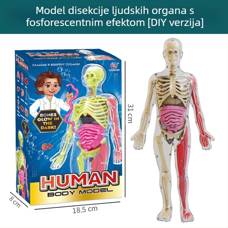 Biologija/kemija edukativna igračka za sastavljanje organa i kostura — Tengxin, plastika, za uzrast 7–14 godina
