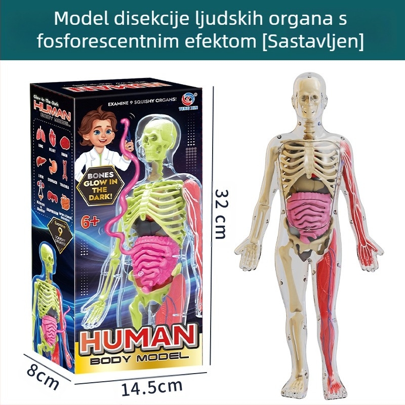 Biologija/kemija edukativna igračka za sastavljanje organa i kostura — Tengxin, plastika, za uzrast 7–14 godina