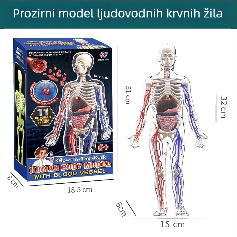 Biologija/kemija edukativna igračka za sastavljanje organa i kostura — Tengxin, plastika, za uzrast 7–14 godina