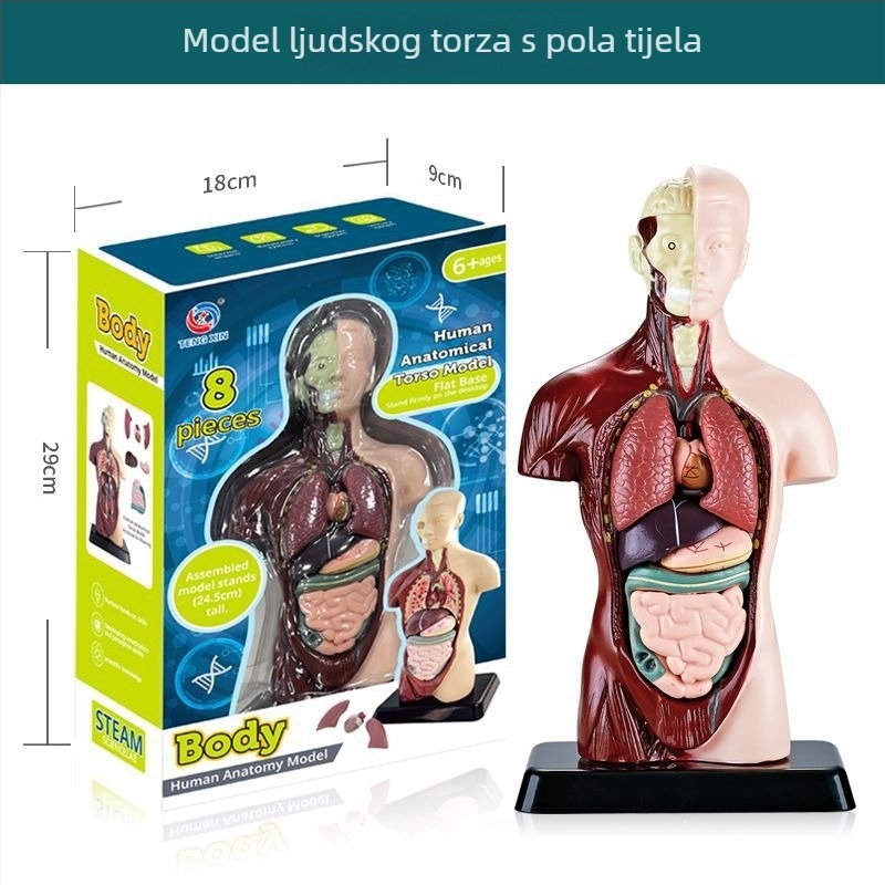 Biologija/kemija edukativna igračka za sastavljanje organa i kostura — Tengxin, plastika, za uzrast 7–14 godina