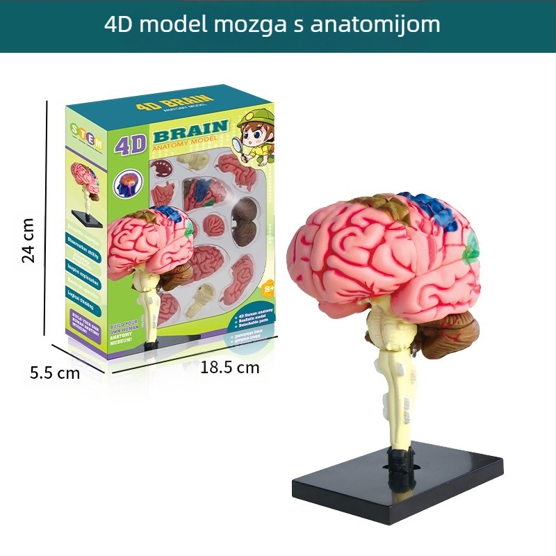 Biologija/kemija edukativna igračka za sastavljanje organa i kostura — Tengxin, plastika, za uzrast 7–14 godina