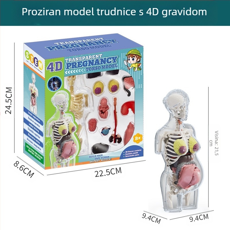 Biologija/kemija edukativna igračka za sastavljanje organa i kostura — Tengxin, plastika, za uzrast 7–14 godina