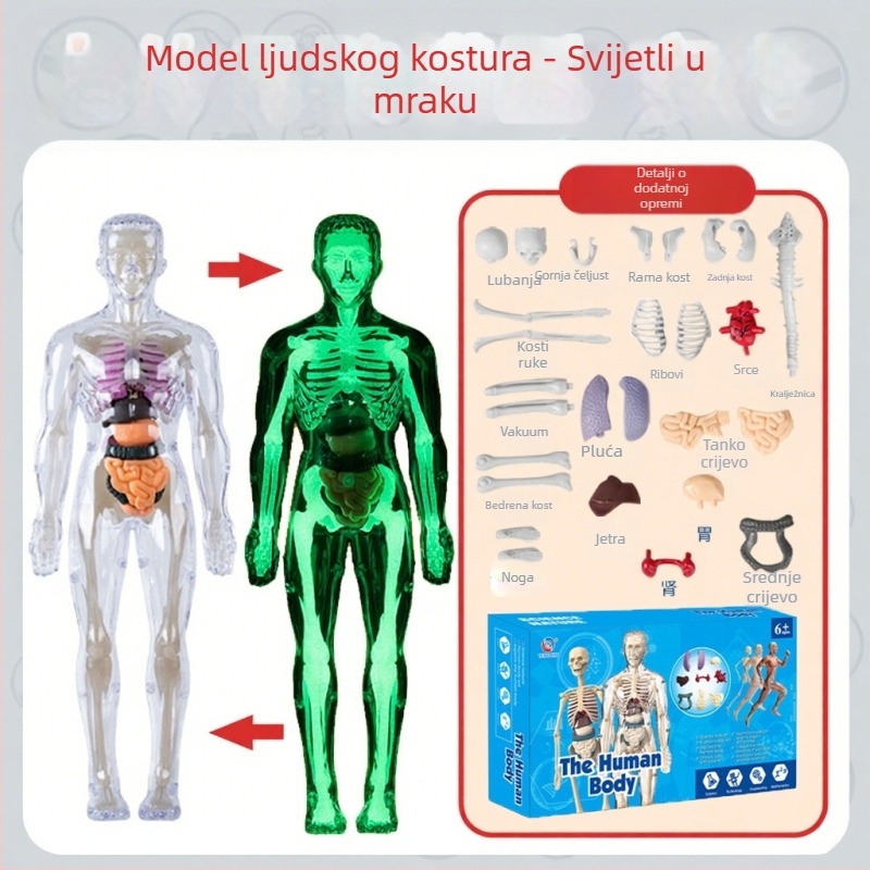Biologija/kemija edukativna igračka za sastavljanje organa i kostura — Tengxin, plastika, za uzrast 7–14 godina