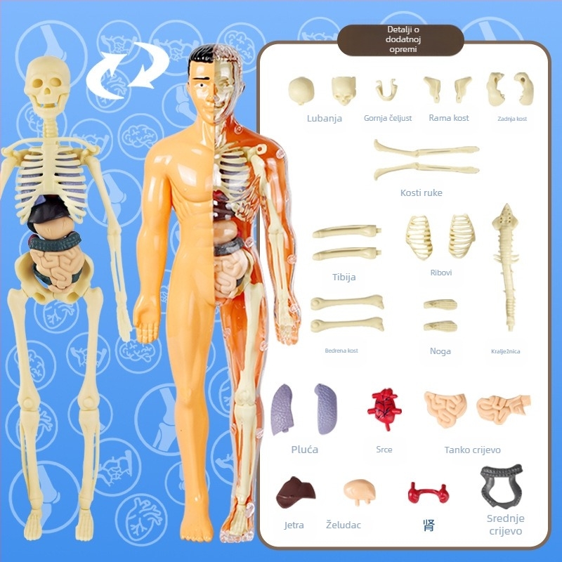 Biologija/kemija edukativna igračka za sastavljanje organa i kostura — Tengxin, plastika, za uzrast 7–14 godina