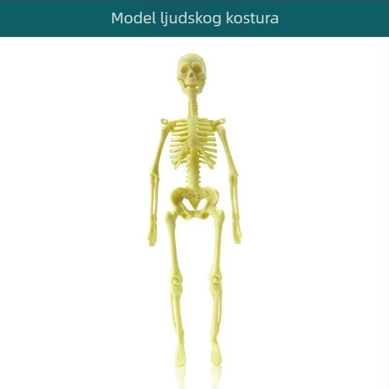 Biologija/kemija edukativna igračka za sastavljanje organa i kostura — Tengxin, plastika, za uzrast 7–14 godina