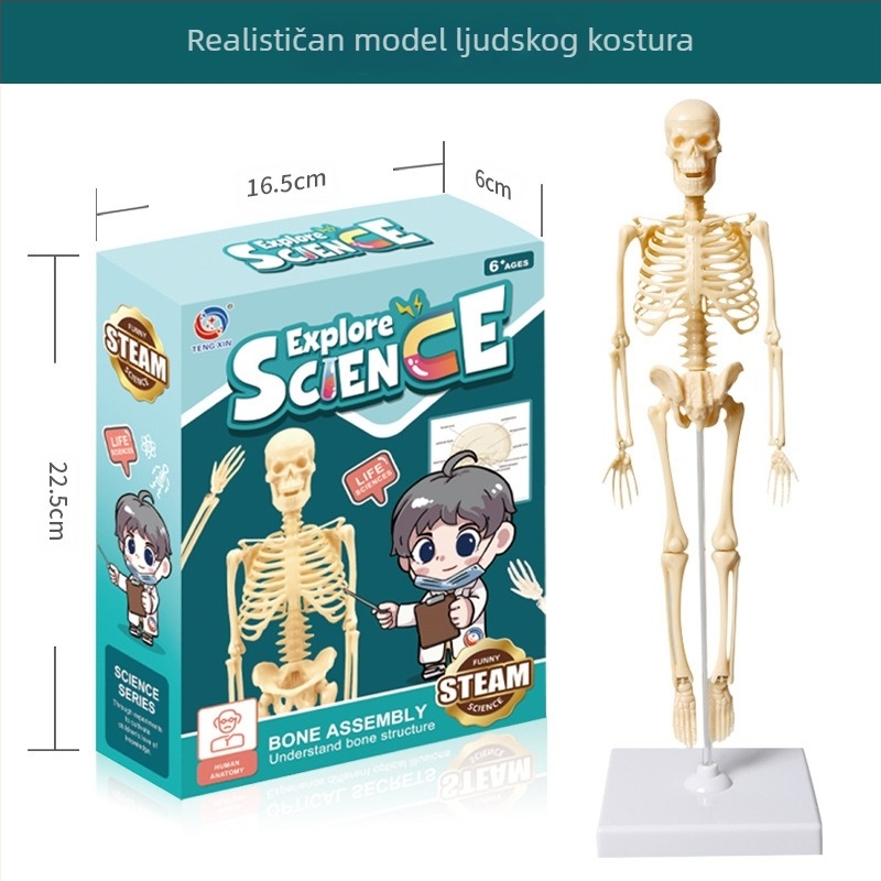 Biologija/kemija edukativna igračka za sastavljanje organa i kostura — Tengxin, plastika, za uzrast 7–14 godina