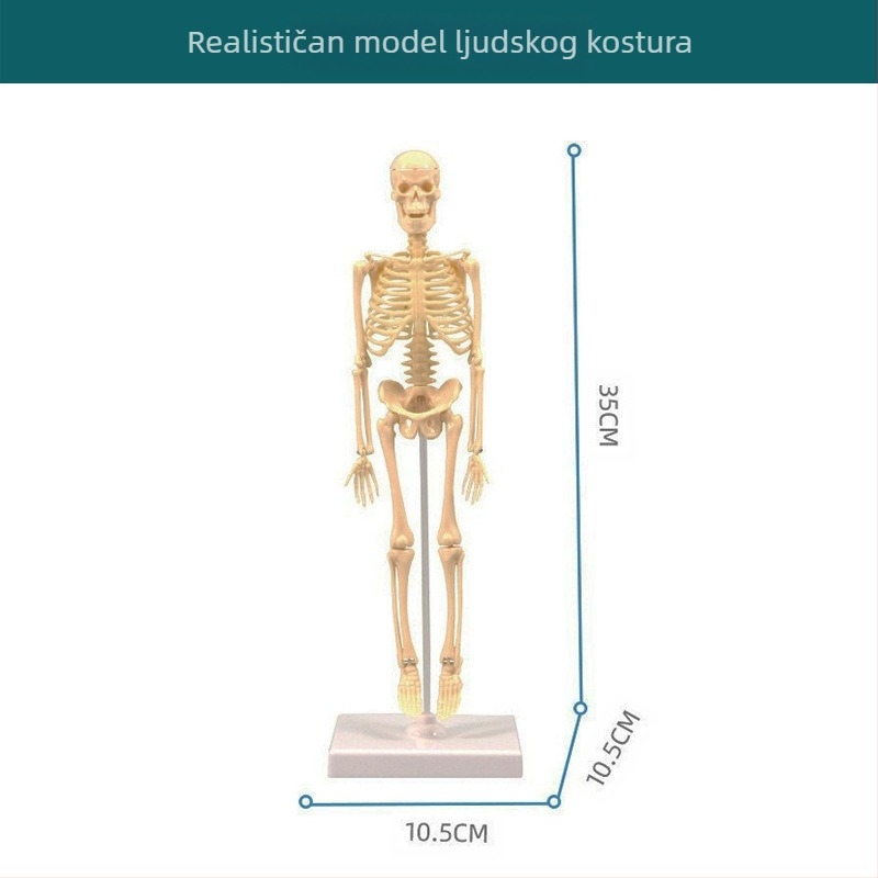 Biologija/kemija edukativna igračka za sastavljanje organa i kostura — Tengxin, plastika, za uzrast 7–14 godina