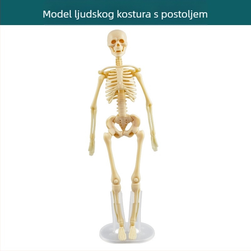 Biologija/kemija edukativna igračka za sastavljanje organa i kostura — Tengxin, plastika, za uzrast 7–14 godina