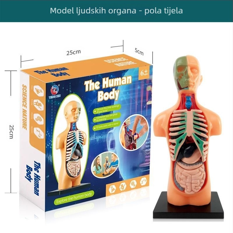 Biologija/kemija edukativna igračka za sastavljanje organa i kostura — Tengxin, plastika, za uzrast 7–14 godina
