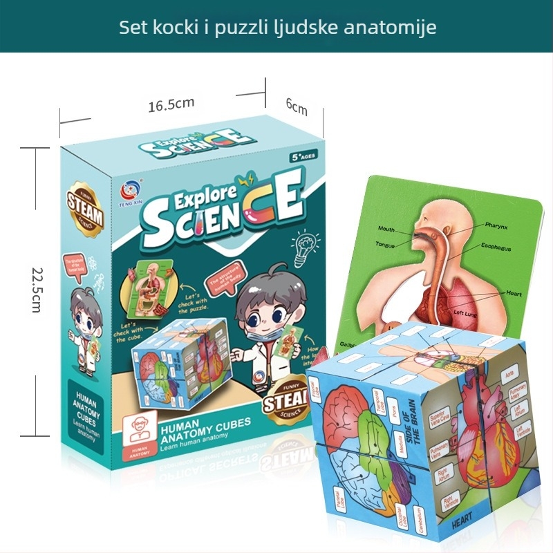 Biologija/kemija edukativna igračka za sastavljanje organa i kostura — Tengxin, plastika, za uzrast 7–14 godina