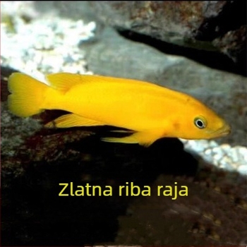 Tropske slatkovodne ribe za akvarij – Vrsta: Riba; Marka: Ang yang; Uvoz: Ne