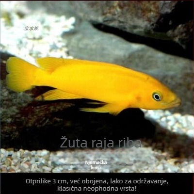 Tropske slatkovodne ribe za akvarij – Vrsta: Riba; Marka: Ang yang; Uvoz: Ne