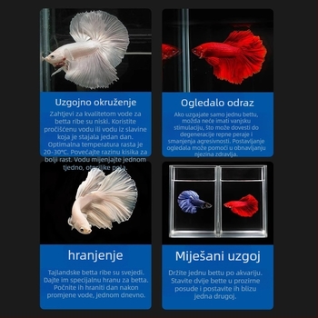 Tropska dekorativna riba – Podrijetlo: Drugo – Uvoz: Ne – Marka: Bez marke – Vrsta: Riba