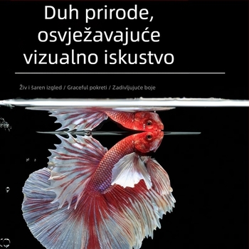 Tropska dekorativna riba – Podrijetlo: Drugo – Uvoz: Ne – Marka: Bez marke – Vrsta: Riba