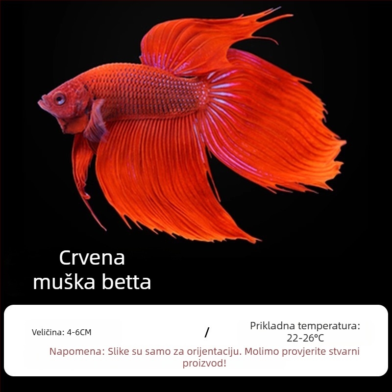 Tropska dekorativna riba – Podrijetlo: Drugo – Uvoz: Ne – Marka: Bez marke – Vrsta: Riba