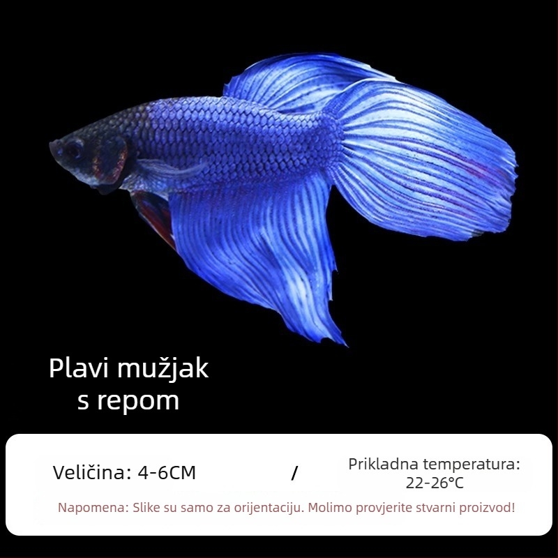 Tropska dekorativna riba – Podrijetlo: Drugo – Uvoz: Ne – Marka: Bez marke – Vrsta: Riba