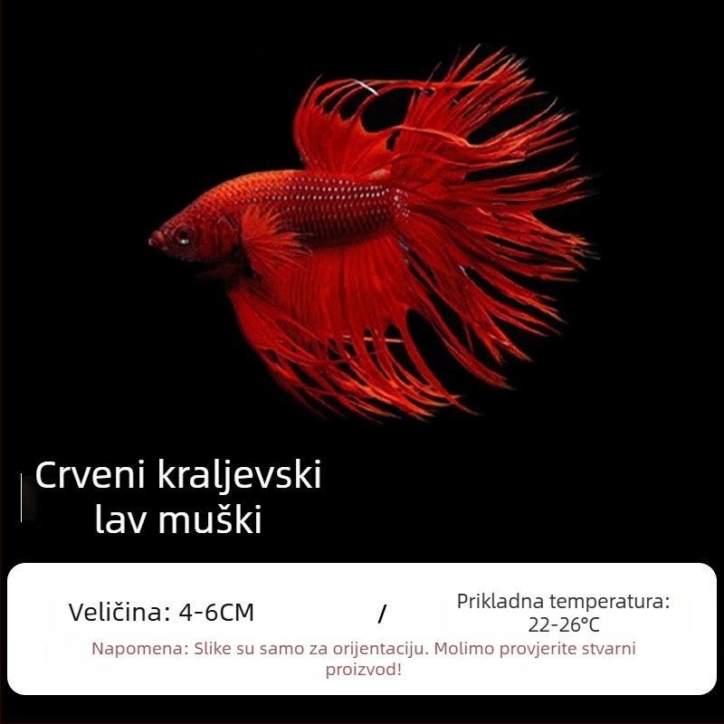 Tropska dekorativna riba – Podrijetlo: Drugo – Uvoz: Ne – Marka: Bez marke – Vrsta: Riba