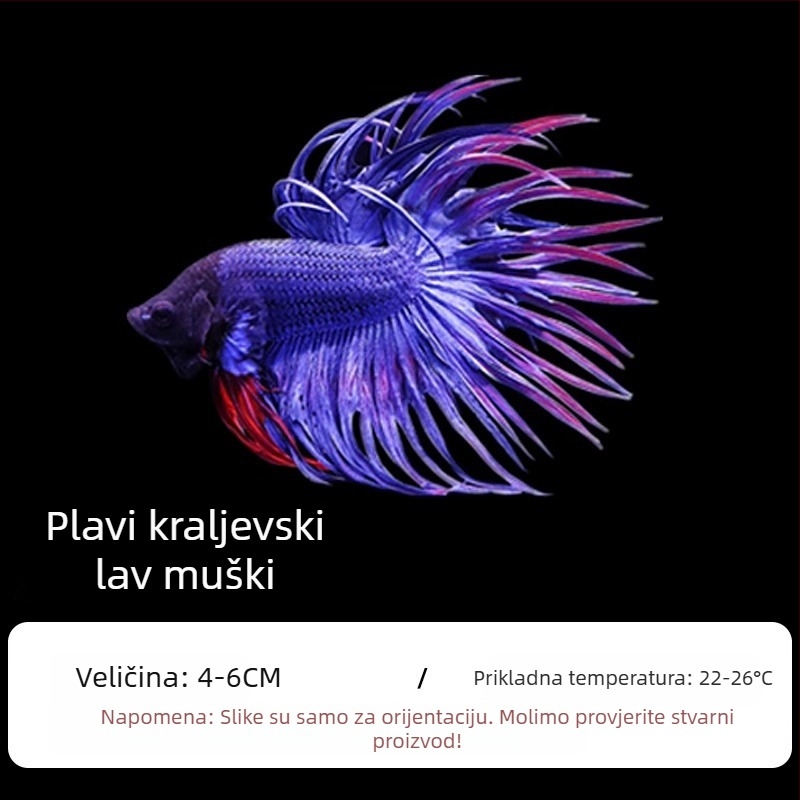 Tropska dekorativna riba – Podrijetlo: Drugo – Uvoz: Ne – Marka: Bez marke – Vrsta: Riba