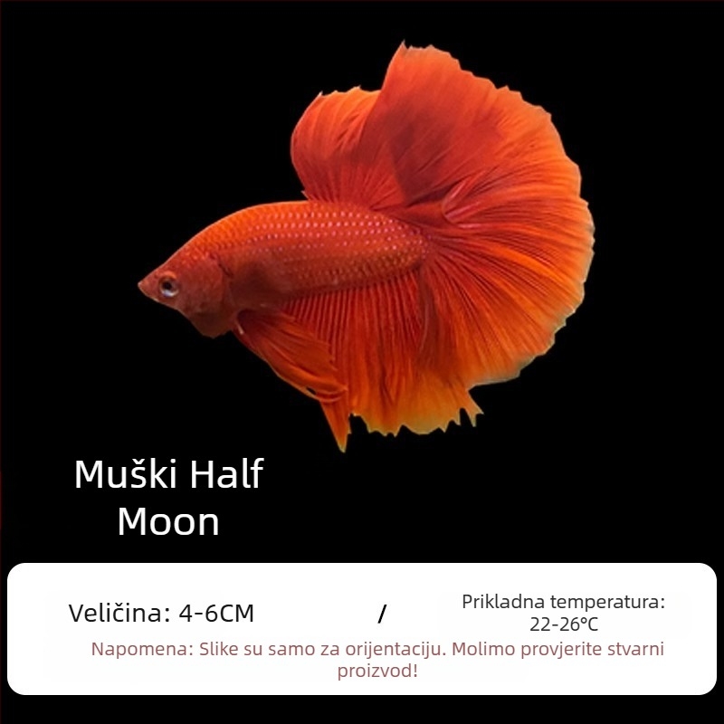 Tropska dekorativna riba – Podrijetlo: Drugo – Uvoz: Ne – Marka: Bez marke – Vrsta: Riba