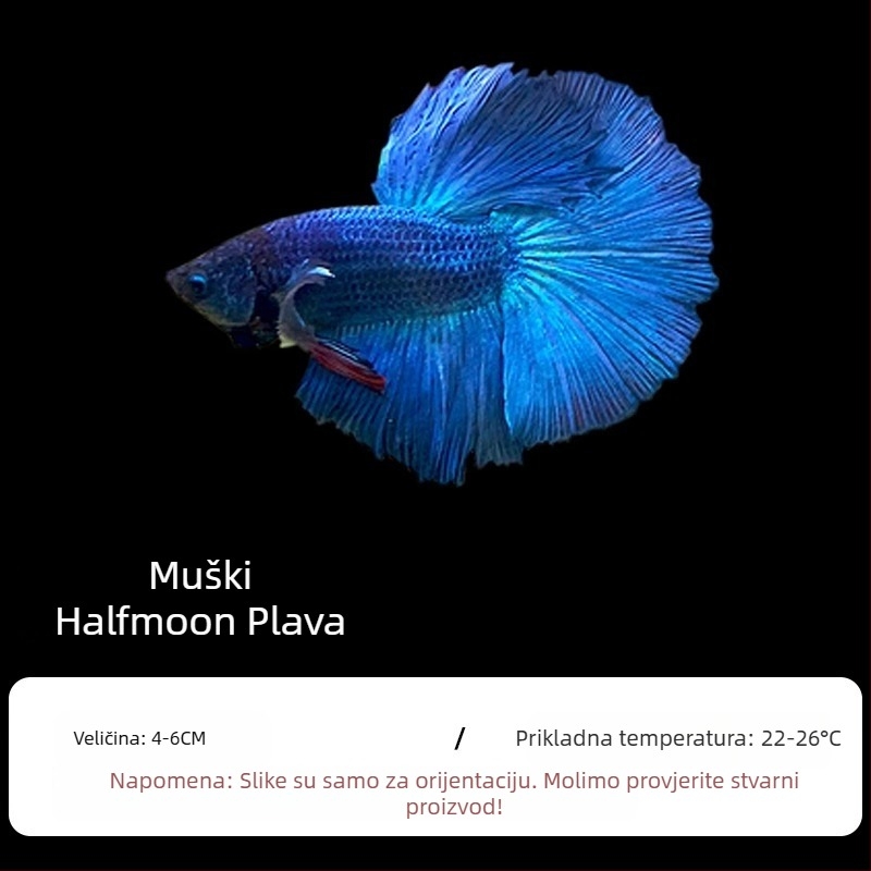 Tropska dekorativna riba – Podrijetlo: Drugo – Uvoz: Ne – Marka: Bez marke – Vrsta: Riba