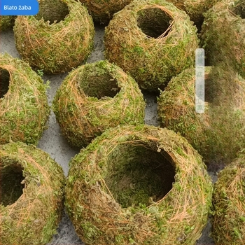 Saksija od mahovine s mini krajolikom za orhideje, podnožje, pastoralni stil za kućno vrtlarenje