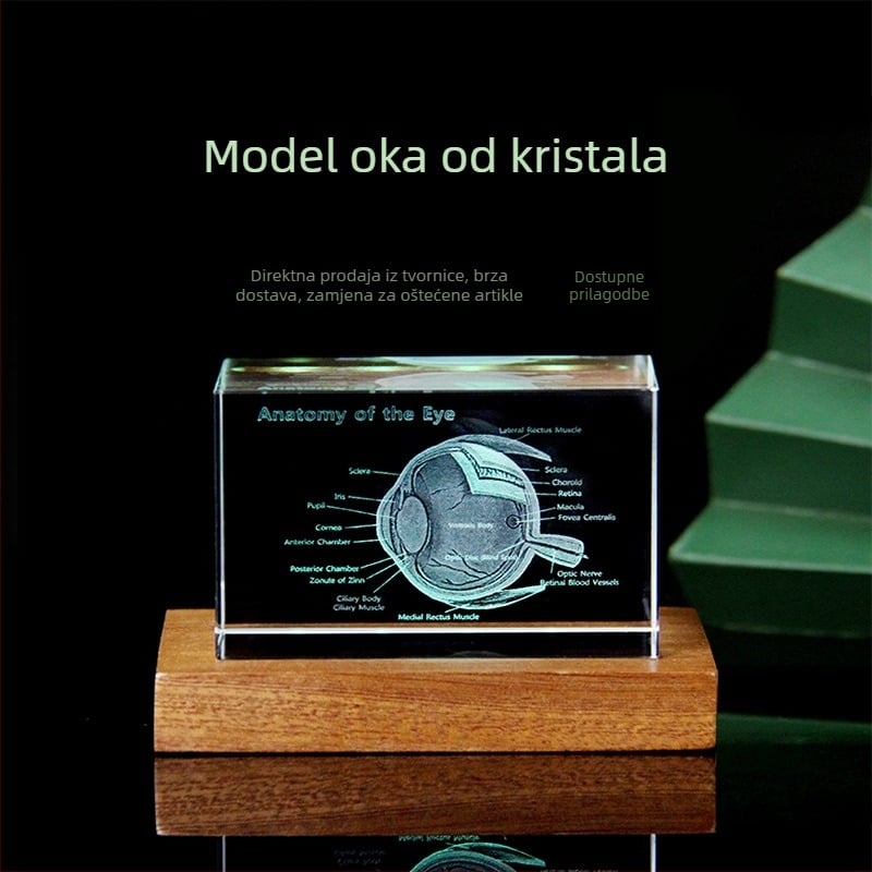 Kristalno oko – 3D anatomski model s unutarnjim gravurama, edukativna figura za medicinsku školu, spomen dar