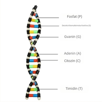 DNA dvostruka spirala model za srednju biologiju (TA0000; Plastika; ZT; Izvrsni proizvodi; Srednja biologija)