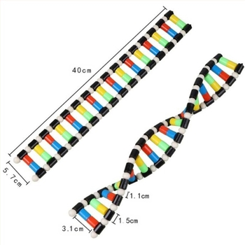 DNA dvostruka spirala model za srednju biologiju (TA0000; Plastika; ZT; Izvrsni proizvodi; Srednja biologija)