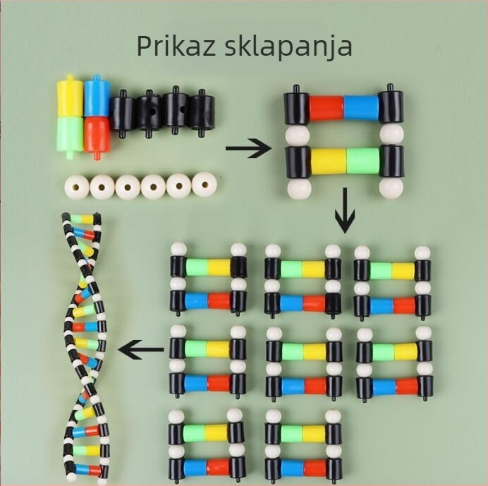 DNA dvostruka spirala model za srednju biologiju (TA0000; Plastika; ZT; Izvrsni proizvodi; Srednja biologija)