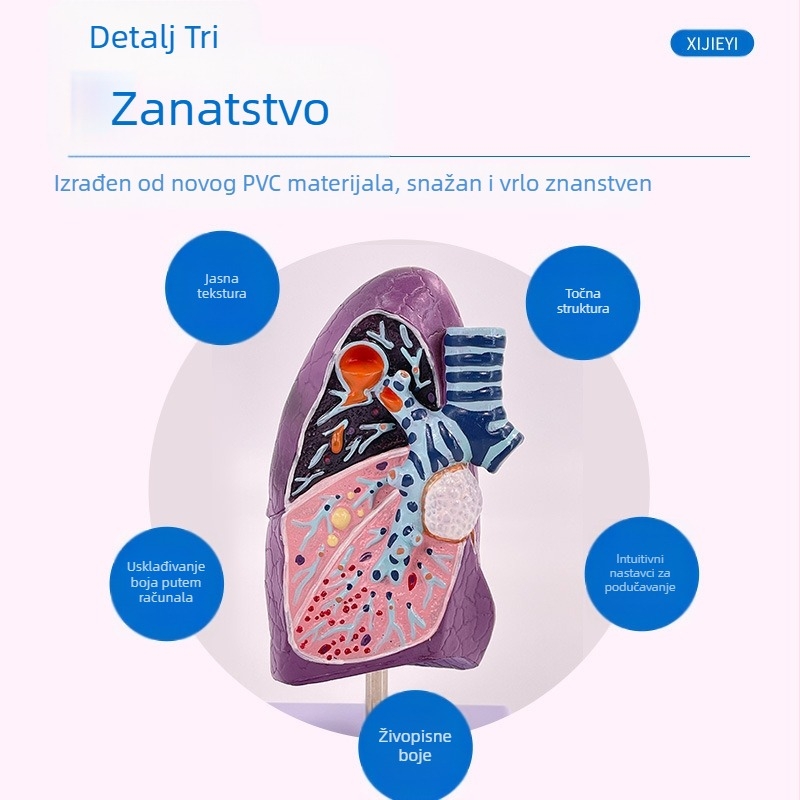 Blue Butterfly plastični model unutarnjih organa: dušnik i pluća - anatomija s patologijom i presjek pluća pušača.