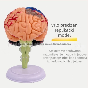 4D sastavljivi model ljudskog mozga za anatomiju mozga i nastavu neurologije