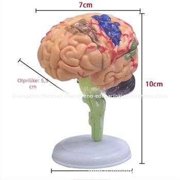 4D sastavljivi model ljudskog mozga za anatomiju mozga i nastavu neurologije