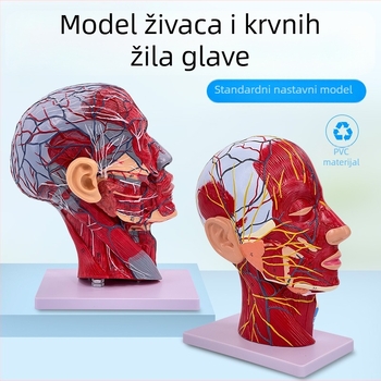 Model anatomije glave i vrata s cerebrovaskularnim i facijalnim neurovaskularnim strukturama (Marka: Blue Butterfly; Materijal: Vinyl; Kategorija: Glava)