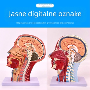 Model anatomije glave i vrata s cerebrovaskularnim i facijalnim neurovaskularnim strukturama (Marka: Blue Butterfly; Materijal: Vinyl; Kategorija: Glava)