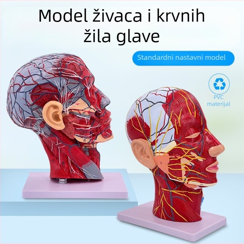 Model anatomije glave i vrata s cerebrovaskularnim i facijalnim neurovaskularnim strukturama (Marka: Blue Butterfly; Materijal: Vinyl; Kategorija: Glava)