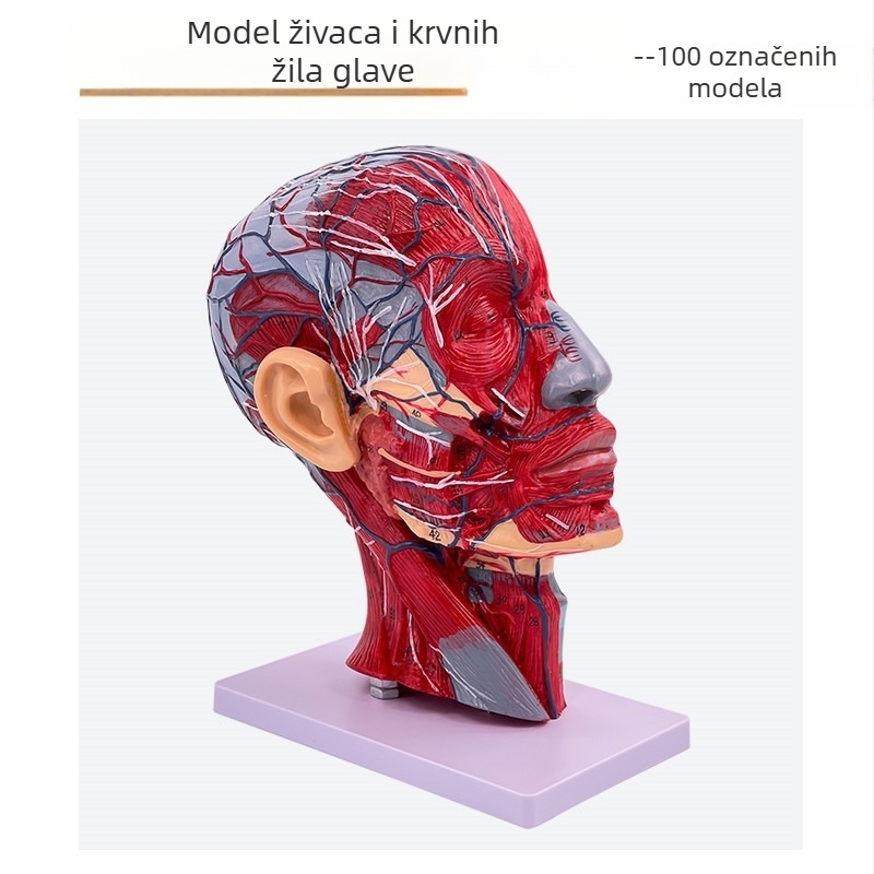 Model anatomije glave i vrata s cerebrovaskularnim i facijalnim neurovaskularnim strukturama (Marka: Blue Butterfly; Materijal: Vinyl; Kategorija: Glava)