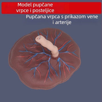 Model pupčane vrpce i placente za novorođenčad s prikazom vena i arterija, kompatibilan s lutkom za nastavu, pogodan za osobe starije od 14 godina