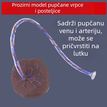 Model pupčane vrpce i placente za novorođenčad s prikazom vena i arterija, kompatibilan s lutkom za nastavu, pogodan za osobe starije od 14 godina