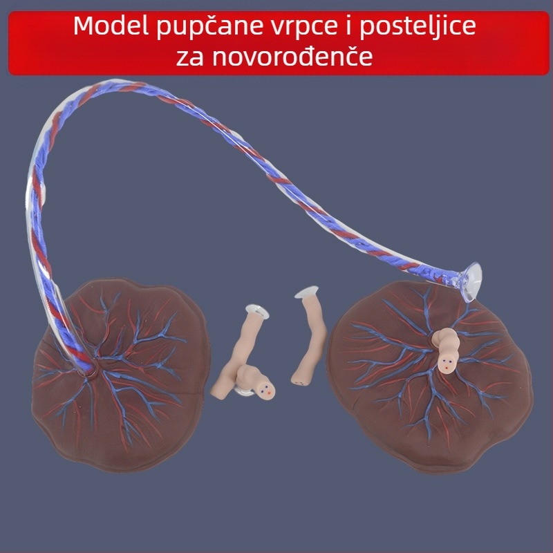 Model pupčane vrpce i placente za novorođenčad s prikazom vena i arterija, kompatibilan s lutkom za nastavu, pogodan za osobe starije od 14 godina