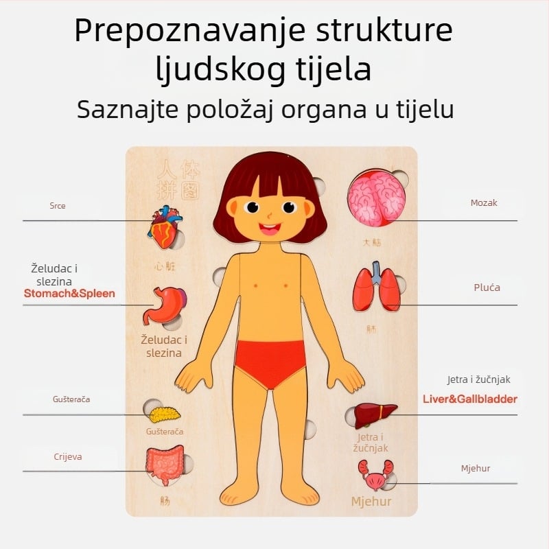 Drveni puzzle organa ljudskog tijela, 4–6 godina, Xundai, prilagodba uzoraka
