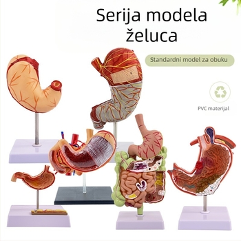 Model ljudskog želuca za anatomiju — koronarni presjek, patološki model želuca s perforacijom, edukacija iz gastroenterologije