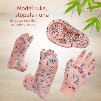 Model akupunkturonskih točaka za ruke, noge i uši s meridijanima – dijagram refleksologije za učenje, plastika, paket od 100 komada