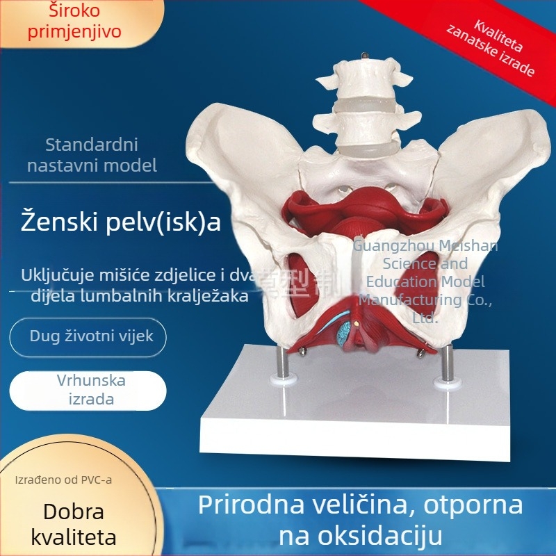 Model ženske zdjelice za anatomiju: struktura zdjelice, dvosegmentni dio lumbalne kralježnice i mišići dna zdjelice — medicinski nastavni alat, 8-dijelni set za školski program