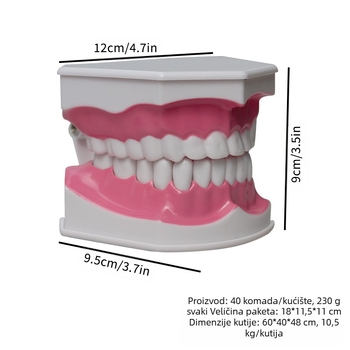 Dvodijelni dentalni model s četkicom za zube – edukativni model za odrasle, dvije jedinice